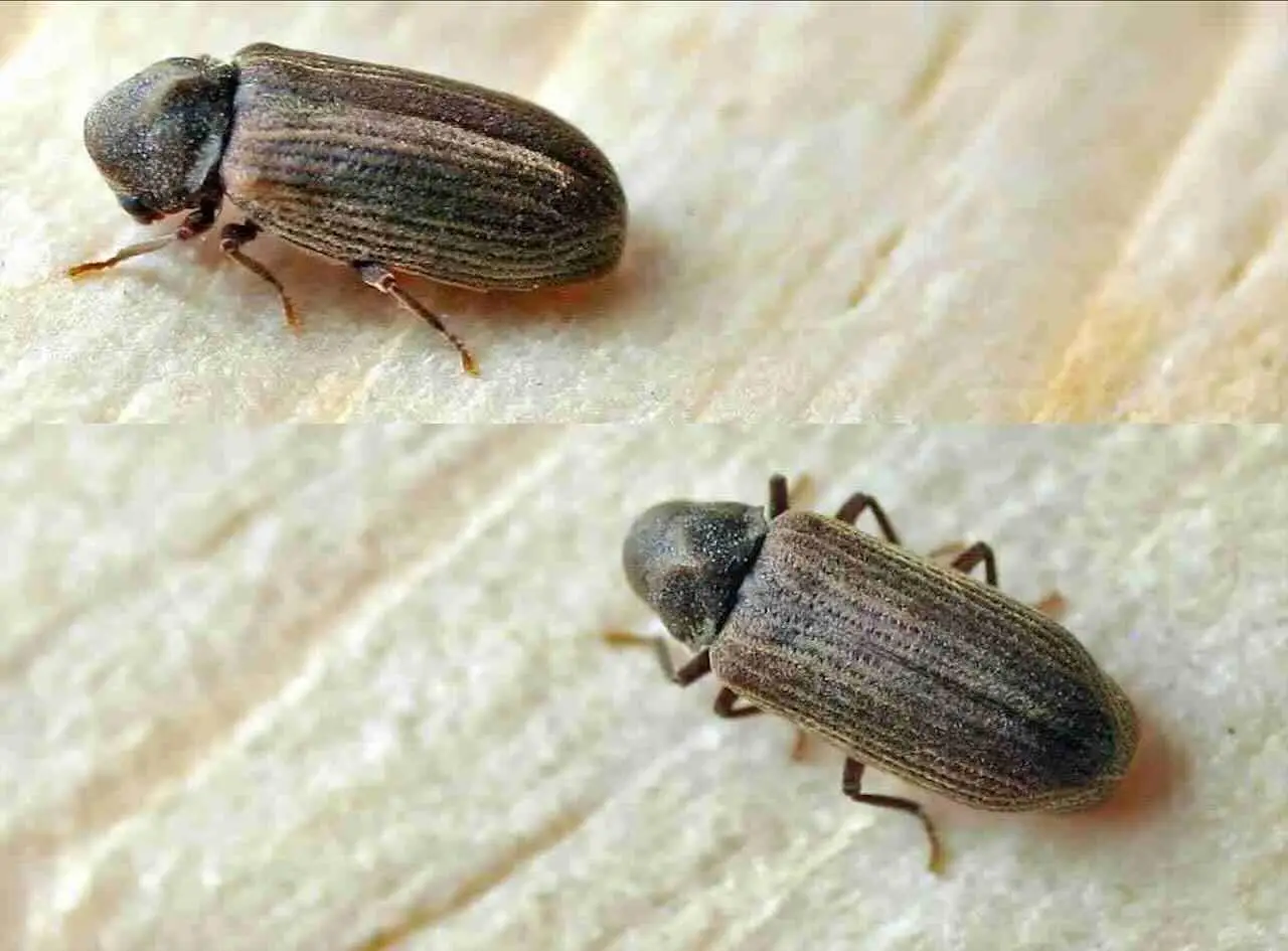 Il rimedio naturale per eliminare le tarme dagli armadi e profumare la biancheria